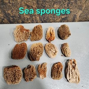 Arts & crafts Morel Mushrooms Natural Sea sponge bath body ocean beach bundle